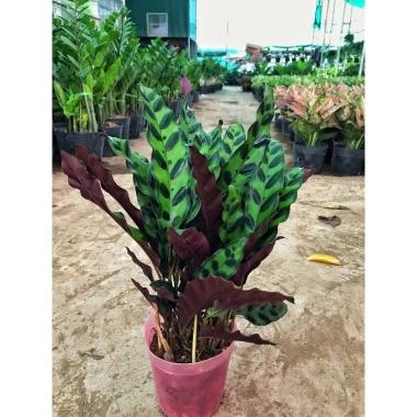 Chậu cây đuôi phụng màu độc đáo 25cm - Cây phong thuỷ nội thất, giá 25.000 VND 6