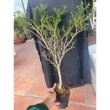 Chậu cây giống Linh Sam 86 lá vàng, trồng ngoài nắng, tưới nước, giá 27,500 VND 2
