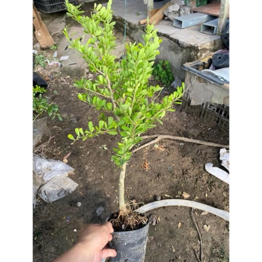 Chậu Cây Giống Linh Sam Siêu Bông - Cây Cao 25-40cm, Thân Nhỏ Cỡ Chiết Đũa, Giá 29.000, Giao Xa, Không Rụng Hoa 2
