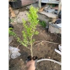 Chậu Cây Giống Linh Sam Siêu Bông - Cây Cao 25-40cm, Thân Nhỏ Cỡ Chiết Đũa, Giá 29.000, Giao Xa, Không Rụng Hoa 3
