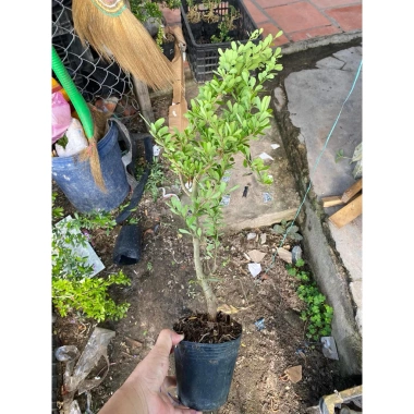 Chậu Cây Giống Linh Sam Siêu Bông - Cây Cao 25-40cm, Thân Nhỏ Cỡ Chiết Đũa, Giá 29.000, Giao Xa, Không Rụng Hoa 4