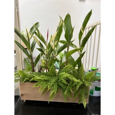 Chậu cây gỗ tự nhiên 50x18x20cm - Thiết kế sang trọng, giá chỉ 299.000₫ 2