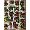 Chậu cây hoa bỏng mix màu - Trang trí nhà, sân vườn, ban công, giá 55.000₫ 2