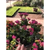Chậu cây hoa bỏng mix màu - Trang trí nhà, sân vườn, ban công, giá 55.000₫ 3