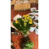 Chậu cây hoa bỏng mix màu - Trang trí nhà, sân vườn, ban công, giá 55.000₫ 5
