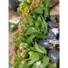 Chậu cây hoa bỏng mix màu - Trang trí nhà, sân vườn, ban công, giá 55.000₫ 7