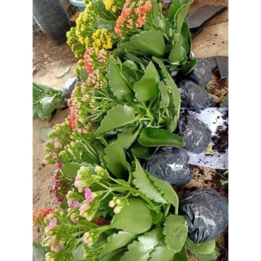 Chậu cây hoa bỏng mix màu - Trang trí nhà, sân vườn, ban công, giá 55.000₫