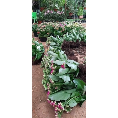 Chậu cây hoa bỏng mix màu - Trang trí nhà, sân vườn, ban công, giá 55.000₫ 8 Chậu cây hoa bỏng mix màu - Trang trí nhà, sân vườn, ban công, giá 55.000₫ 8