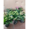 Chậu cây hoa bỏng mix màu - Trang trí nhà, sân vườn, ban công, giá 55.000₫ 9