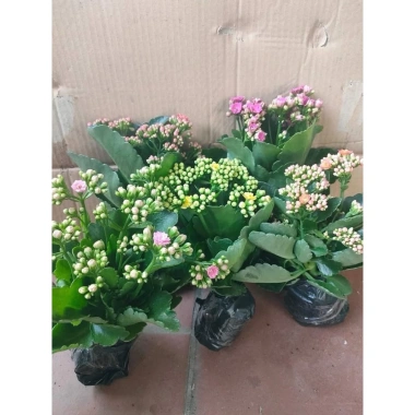 Chậu cây hoa bỏng mix màu - Trang trí nhà, sân vườn, ban công, giá 55.000₫