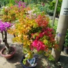 Chậu Cây Hoa Giấy Ngũ Sắc Đẹp - Giá ưu đãi 565.000₫, giấy bền màu rực rỡ
