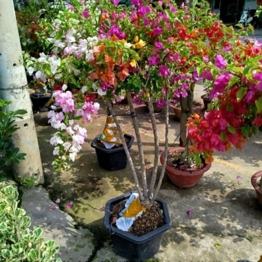 Chậu Cây Hoa Giấy Ngũ Sắc Đẹp - Giá ưu đãi 565.000₫, giấy bền màu rực rỡ 2