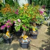 Chậu Cây Hoa Giấy Ngũ Sắc Đẹp - Giá ưu đãi 565.000₫, giấy bền màu rực rỡ 3