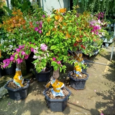 Chậu Cây Hoa Giấy Ngũ Sắc Đẹp - Giá ưu đãi 565.000₫, giấy bền màu rực rỡ 3