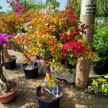 Chậu Cây Hoa Giấy Ngũ Sắc Đẹp - Giá ưu đãi 565.000₫, giấy bền màu rực rỡ 4