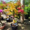 Chậu Cây Hoa Giấy Ngũ Sắc Đẹp - Giá ưu đãi 565.000₫, giấy bền màu rực rỡ 5