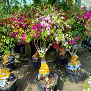 Chậu Cây Hoa Giấy Ngũ Sắc Đẹp - Giá ưu đãi 565.000₫, giấy bền màu rực rỡ 6