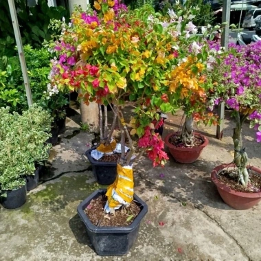 Chậu Cây Hoa Giấy Ngũ Sắc Đẹp - Giá ưu đãi 565.000₫, giấy bền màu rực rỡ 7