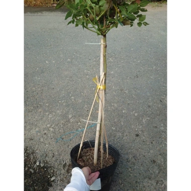 Chậu cây hoa hồng gỗ cao 80-120cm, 3 năm tuổi, giảm giá 280k - lanfont đẹp 2