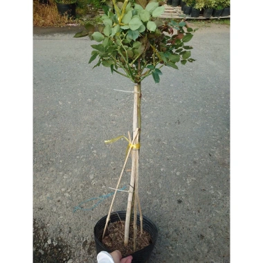 Chậu cây hoa hồng gỗ cao 80-120cm, 3 năm tuổi, giảm giá 280k - lanfont đẹp 3