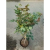 Chậu cây hoa hồng gỗ cao 80-120cm, 3 năm tuổi, giảm giá 280k - lanfont đẹp 5