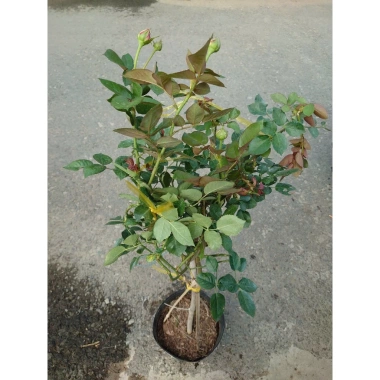 Chậu cây hoa hồng gỗ cao 80-120cm, 3 năm tuổi, giảm giá 280k - lanfont đẹp 6
