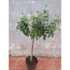 Chậu cây hoa hồng gỗ cao 80-120cm, 3 năm tuổi, giảm giá 280k - lanfont đẹp 7