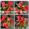 Chậu cây hoa hồng môn siêu hoa cập nhật 21/8/25 - Giá ưu đãi 129.000 VNĐ
