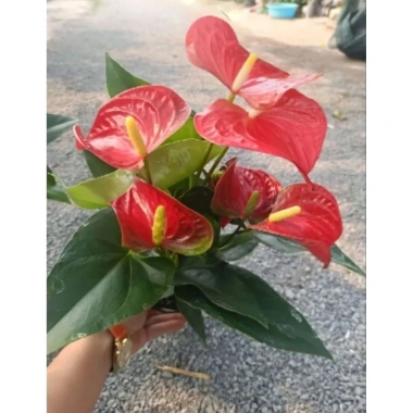 Chậu cây hoa hồng môn siêu hoa cập nhật 21/8/25 - Giá ưu đãi 129.000 VNĐ