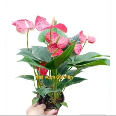 Chậu cây hoa hồng môn siêu hoa cập nhật 21/8/25 - Giá ưu đãi 129.000 VNĐ 3 Chậu cây hoa hồng môn siêu hoa cập nhật 21/8/25 - Giá ưu đãi 129.000 VNĐ 3