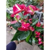 Chậu cây hoa hồng môn siêu hoa cập nhật 21/8/25 - Giá ưu đãi 129.000 VNĐ 6