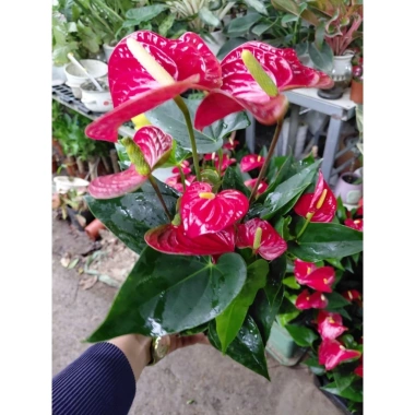 Chậu cây hoa hồng môn siêu hoa cập nhật 21/8/25 - Giá ưu đãi 129.000 VNĐ