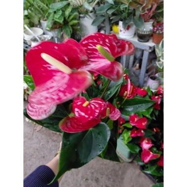 Chậu cây hoa hồng môn siêu hoa cập nhật 21/8/25 - Giá ưu đãi 129.000 VNĐ