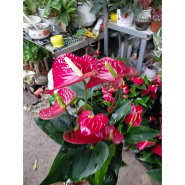 Chậu cây hoa hồng môn siêu hoa cập nhật 21/8/25 - Giá ưu đãi 129.000 VNĐ