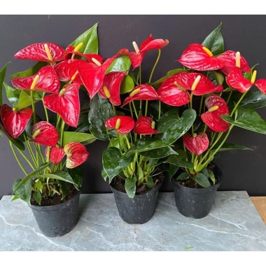 Chậu cây hoa hồng môn siêu hoa cập nhật 21/8/25 - Giá ưu đãi 129.000 VNĐ