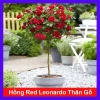 Chậu cây hoa hồng Red Leonardo thân gỗ, cây 1 cốt 3 năm tuổi, cao 80-120cm, chỉ 280.000 VND