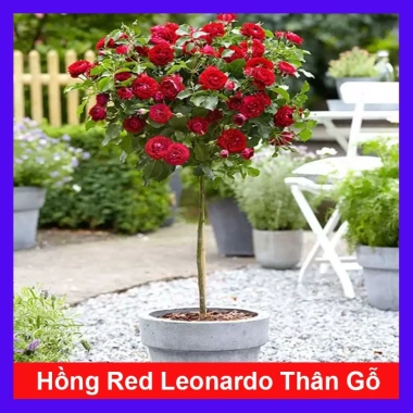 Chậu cây hoa hồng Red Leonardo thân gỗ, cây 1 cốt 3 năm tuổi, cao 80-120cm, chỉ 280.000 VND