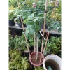 Chậu cây hoa hồng Red Leonardo thân gỗ, cây 1 cốt 3 năm tuổi, cao 80-120cm, chỉ 280.000 VND 2