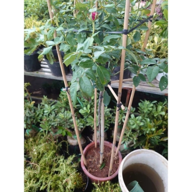 Chậu cây hoa hồng Red Leonardo thân gỗ, cây 1 cốt 3 năm tuổi, cao 80-120cm, chỉ 280.000 VND