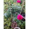 Chậu cây hoa hồng Red Leonardo thân gỗ, cây 1 cốt 3 năm tuổi, cao 80-120cm, chỉ 280.000 VND 3