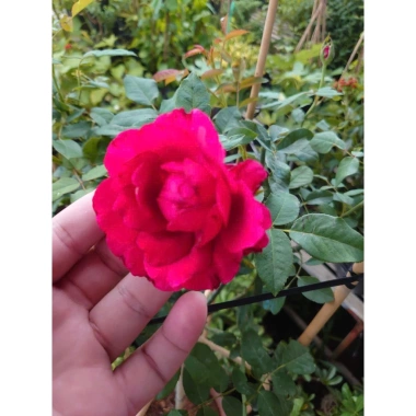 Chậu cây hoa hồng Red Leonardo thân gỗ, cây 1 cốt 3 năm tuổi, cao 80-120cm, chỉ 280.000 VND