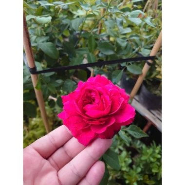 Chậu cây hoa hồng Red Leonardo thân gỗ, cây 1 cốt 3 năm tuổi, cao 80-120cm, chỉ 280.000 VND 5 Chậu cây hoa hồng Red Leonardo thân gỗ, cây 1 cốt 3 năm tuổi, cao 80-120cm, chỉ 280.000 VND 5