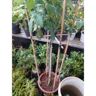 Chậu cây hoa hồng Red Leonardo thân gỗ, cây 1 cốt 3 năm tuổi, cao 80-120cm, chỉ 280.000 VND 6 Chậu cây hoa hồng Red Leonardo thân gỗ, cây 1 cốt 3 năm tuổi, cao 80-120cm, chỉ 280.000 VND 6