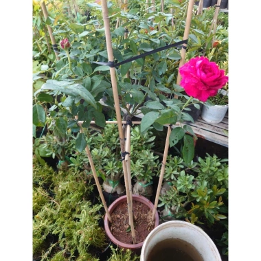 Chậu cây hoa hồng Red Leonardo thân gỗ, cây 1 cốt 3 năm tuổi, cao 80-120cm, chỉ 280.000 VND