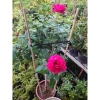 Chậu cây hoa hồng Red Leonardo thân gỗ, cây 1 cốt 3 năm tuổi, cao 80-120cm, chỉ 280.000 VND 9