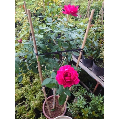 Chậu cây hoa hồng Red Leonardo thân gỗ, cây 1 cốt 3 năm tuổi, cao 80-120cm, chỉ 280.000 VND
