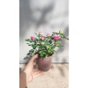 Chậu Cây Hoa Hồng Siêu Nụ Hồng Phấn - Sẵn Nụ Hoặc Hoa, Giá Chỉ 24.000 VNĐ