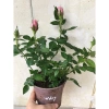 Chậu Cây Hoa Hồng Siêu Nụ Hồng Phấn - Sẵn Nụ Hoặc Hoa, Giá Chỉ 24.000 VNĐ 2