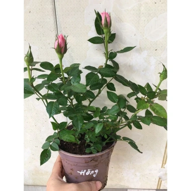 Chậu Cây Hoa Hồng Siêu Nụ Hồng Phấn - Sẵn Nụ Hoặc Hoa, Giá Chỉ 24.000 VNĐ