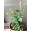 Chậu Cây Hoa Hồng Siêu Nụ Hồng Phấn - Sẵn Nụ Hoặc Hoa, Giá Chỉ 24.000 VNĐ 3